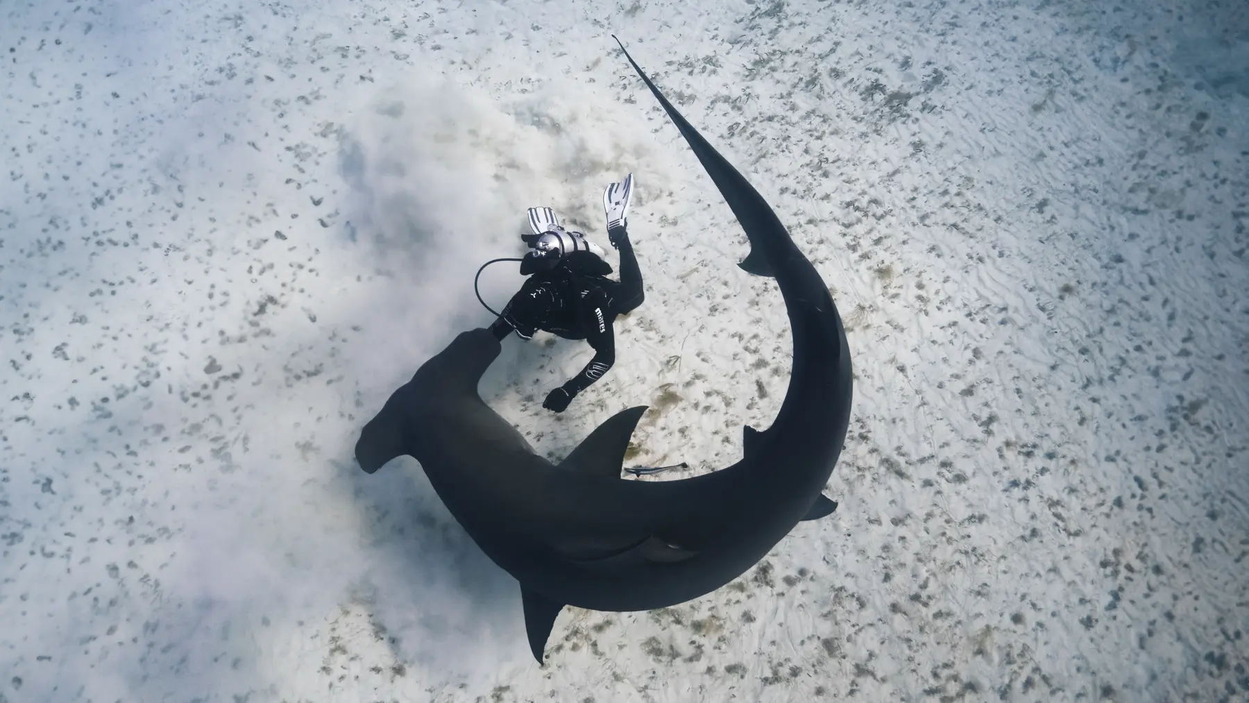 Buceador junto a un gran tiburón martillo sobre la arena, la foto de la portada del libro