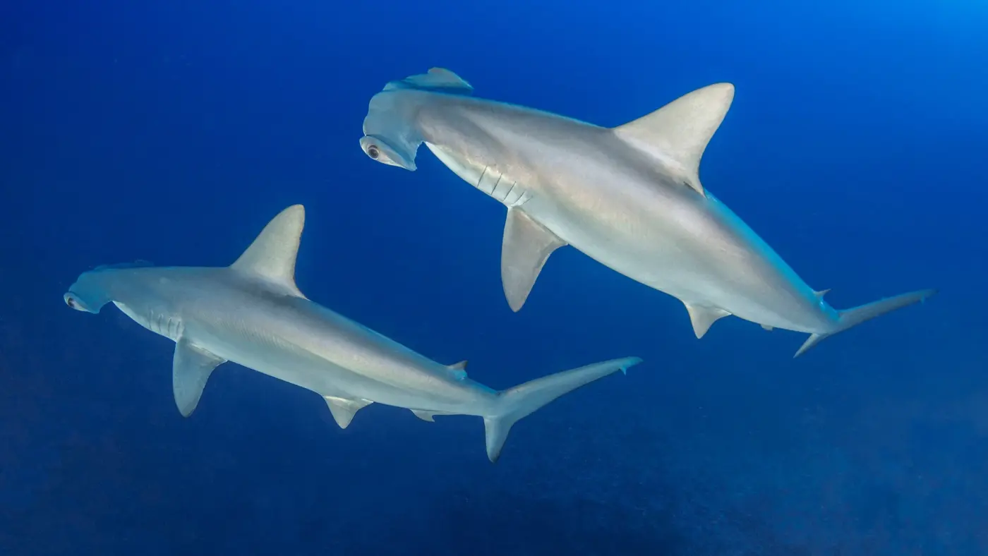 Dos tiburones martillo en aguas azules