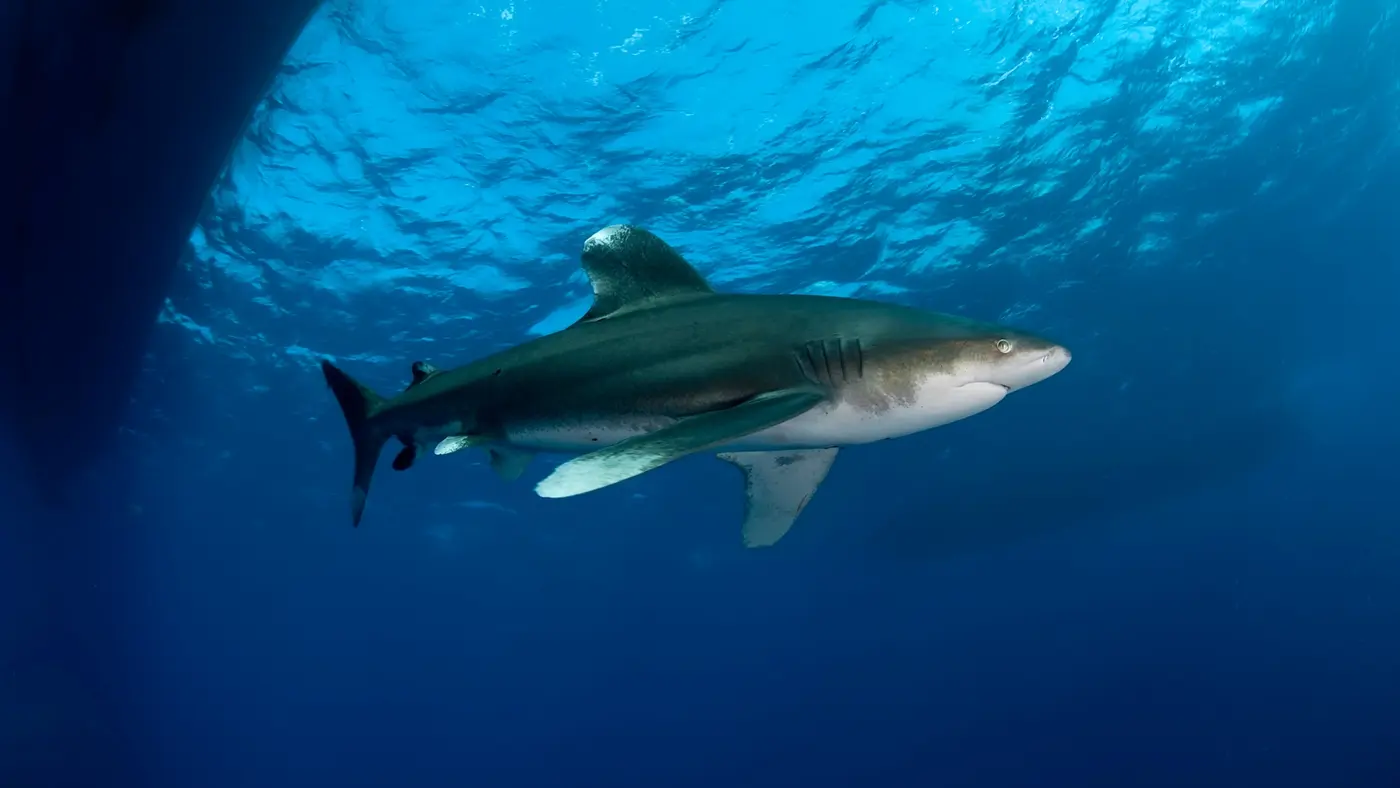 Tiburón oceánico de puntas blancas nadando bajo la superficie