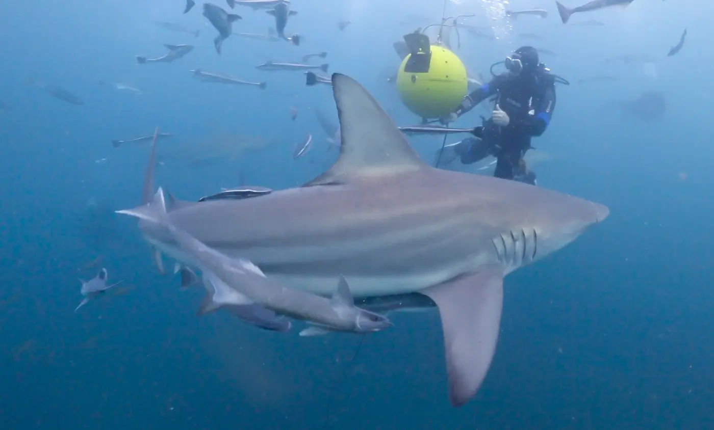 Tiburón de puntas negras con buceadores al fondo